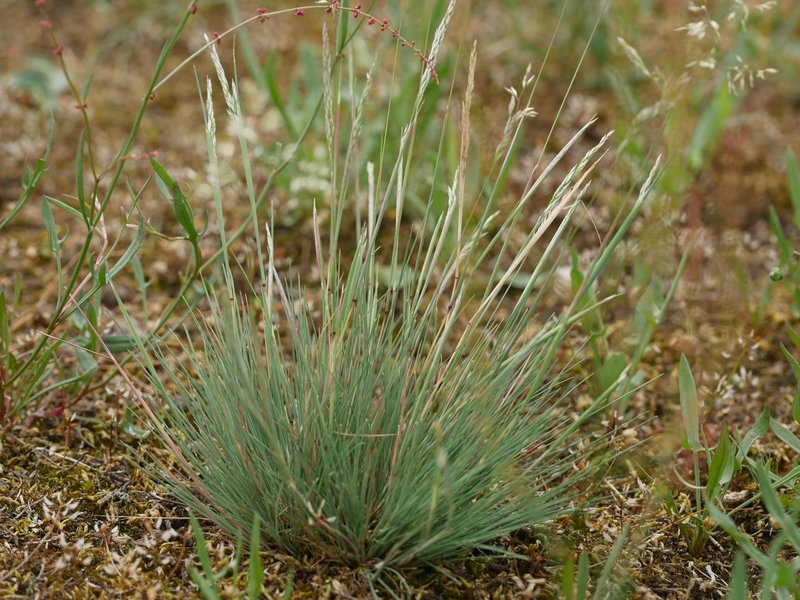 Gray Clubawn Grass photo 8