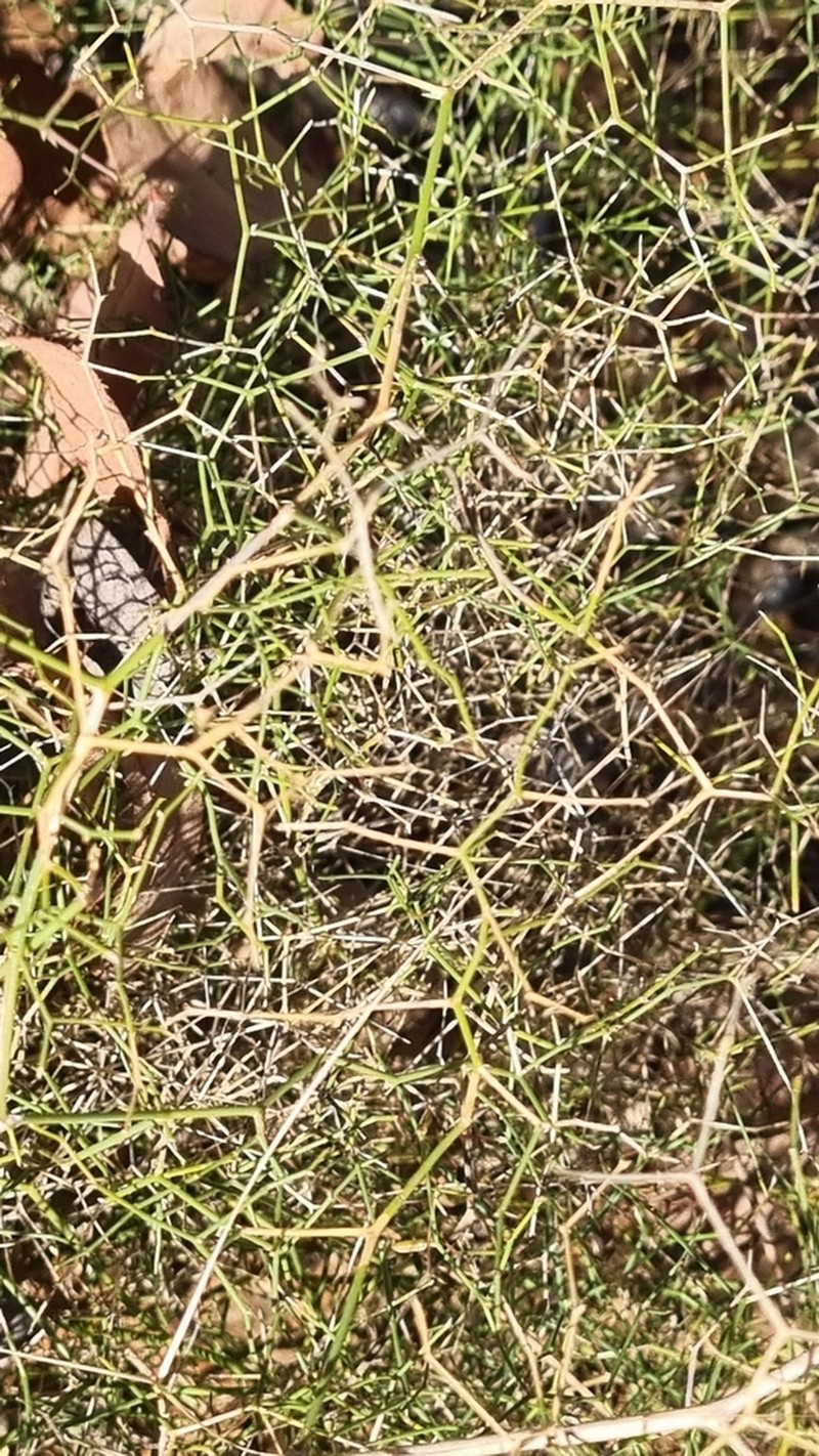 Corynotheca divaricata