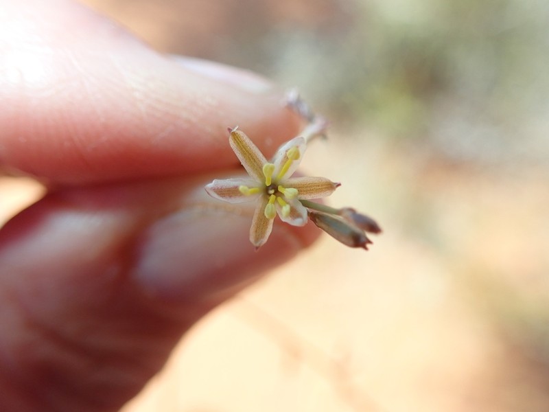 Corynotheca divaricata photo 2
