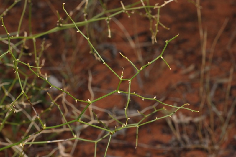 Corynotheca divaricata photo 3