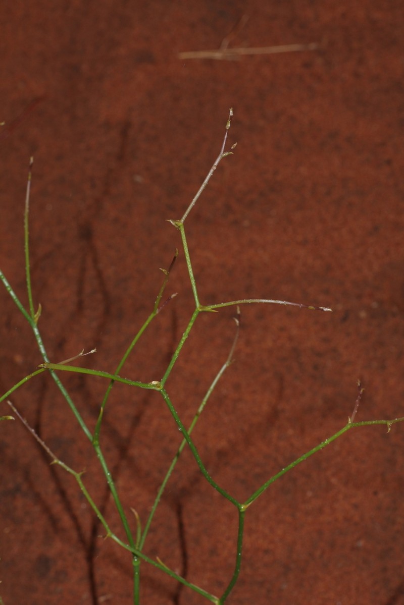 Corynotheca divaricata photo 4