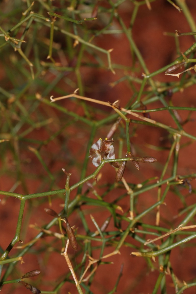 Corynotheca divaricata photo 5