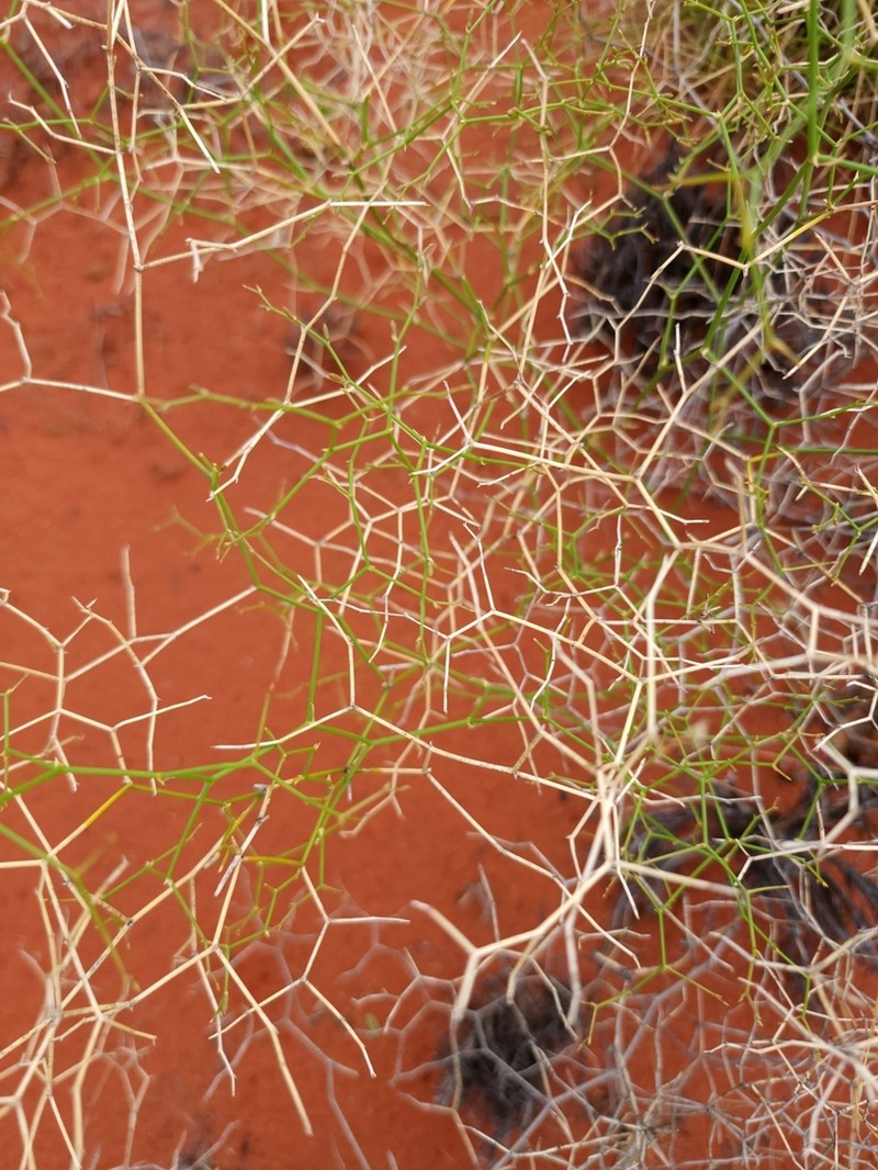Corynotheca divaricata photo 6