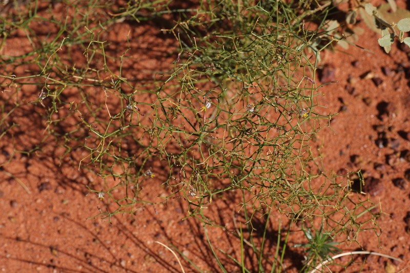 Corynotheca divaricata photo 7