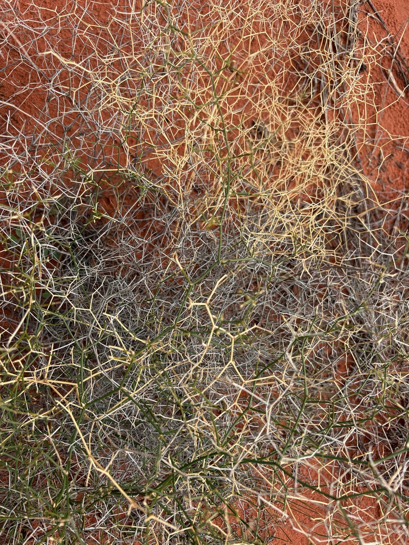 Corynotheca divaricata photo 8