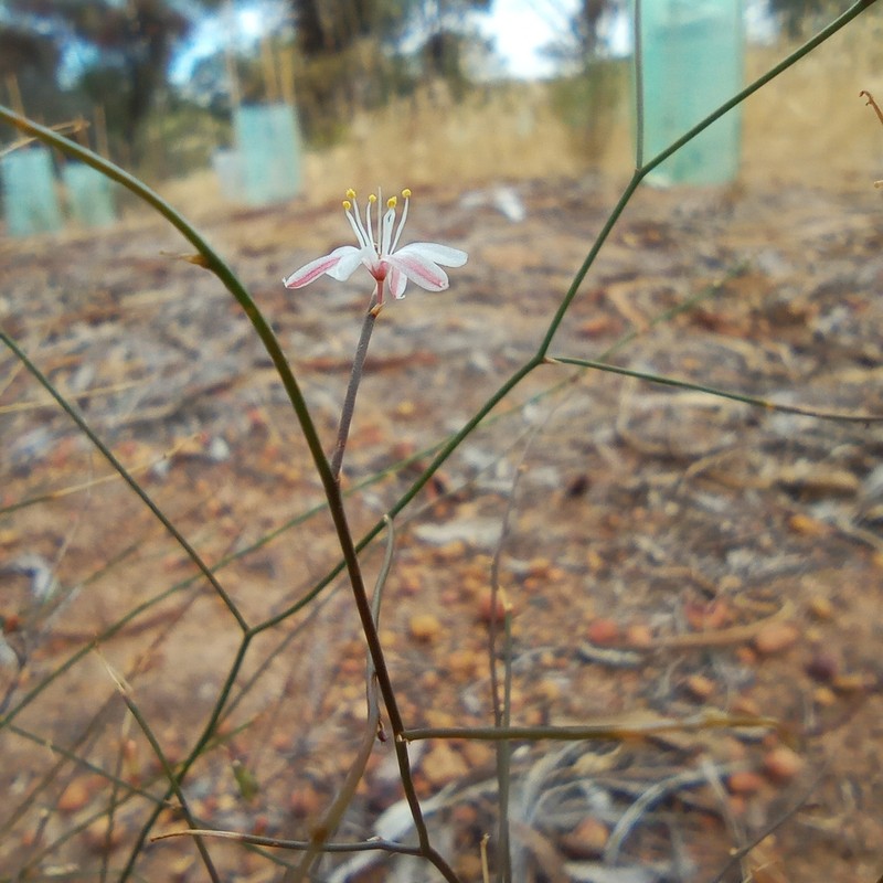 Corynotheca elongata