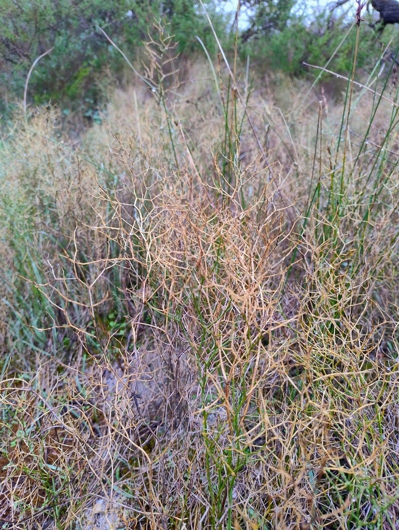Corynotheca elongata photo 2