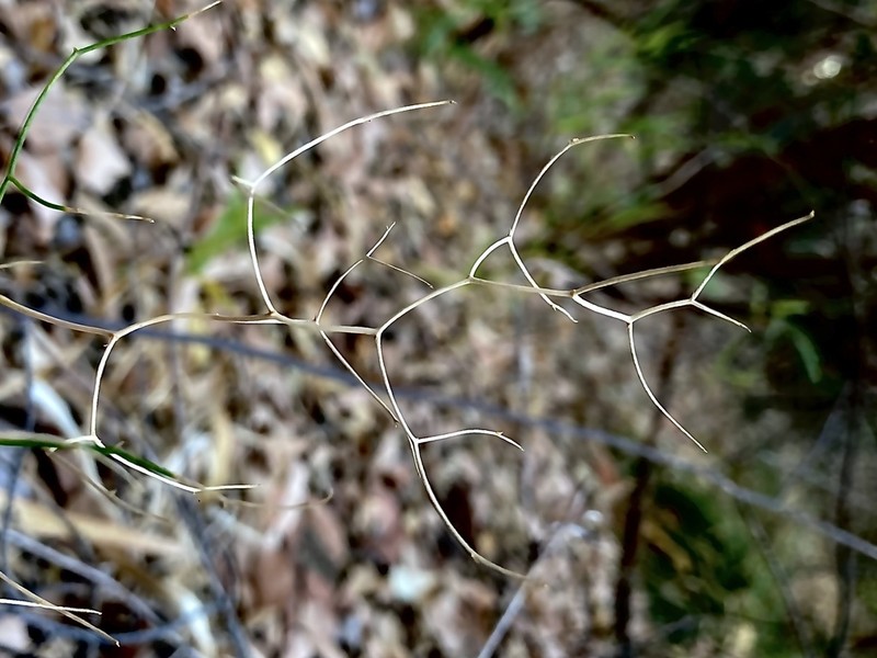 Corynotheca elongata photo 3