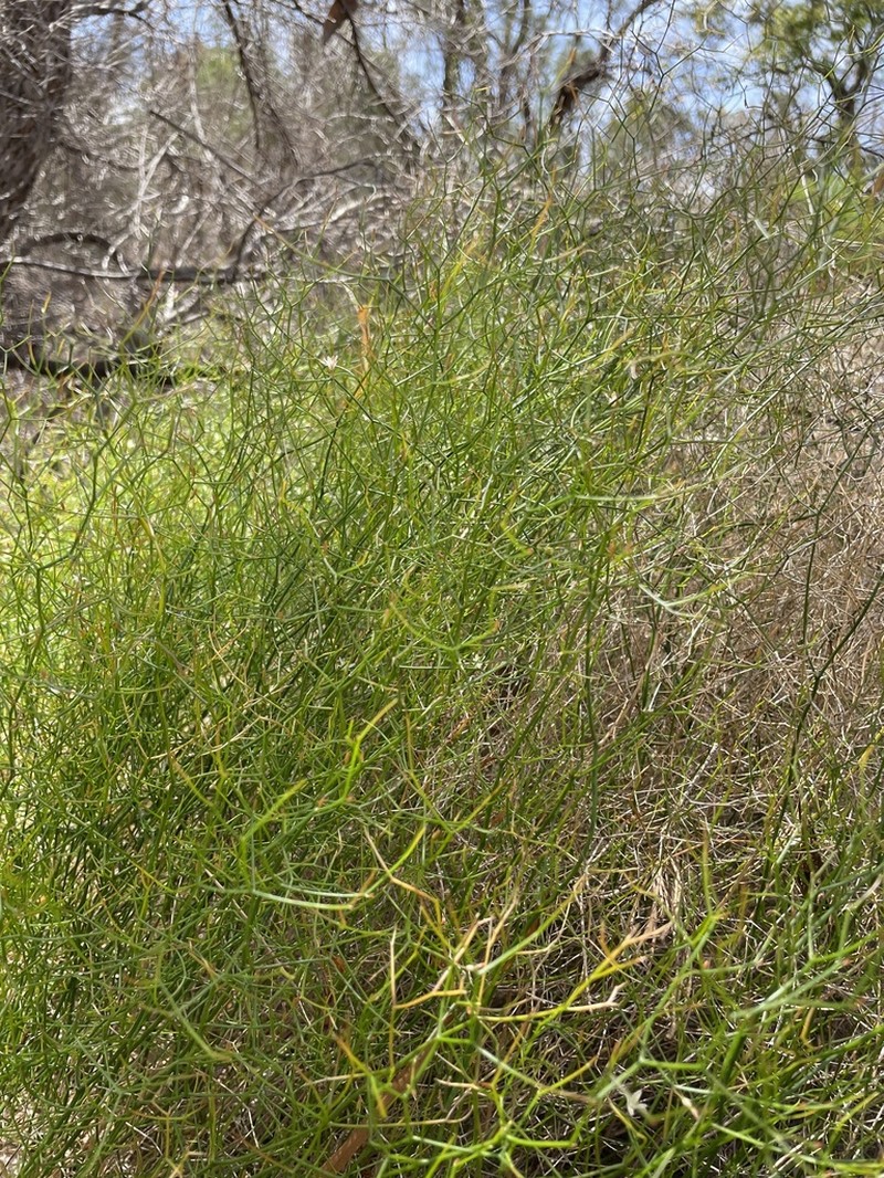 Corynotheca elongata photo 4
