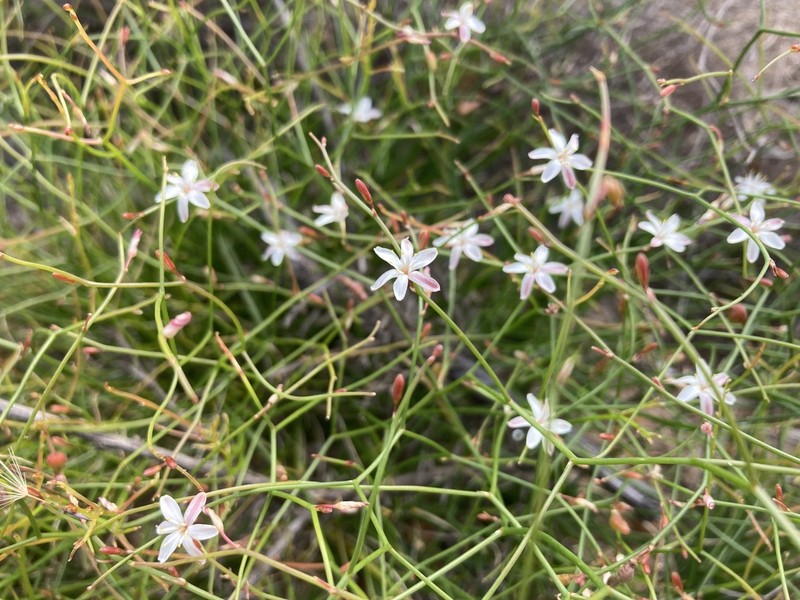 Corynotheca elongata photo 5