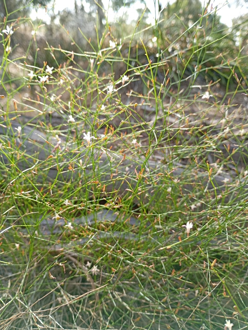Corynotheca elongata photo 6