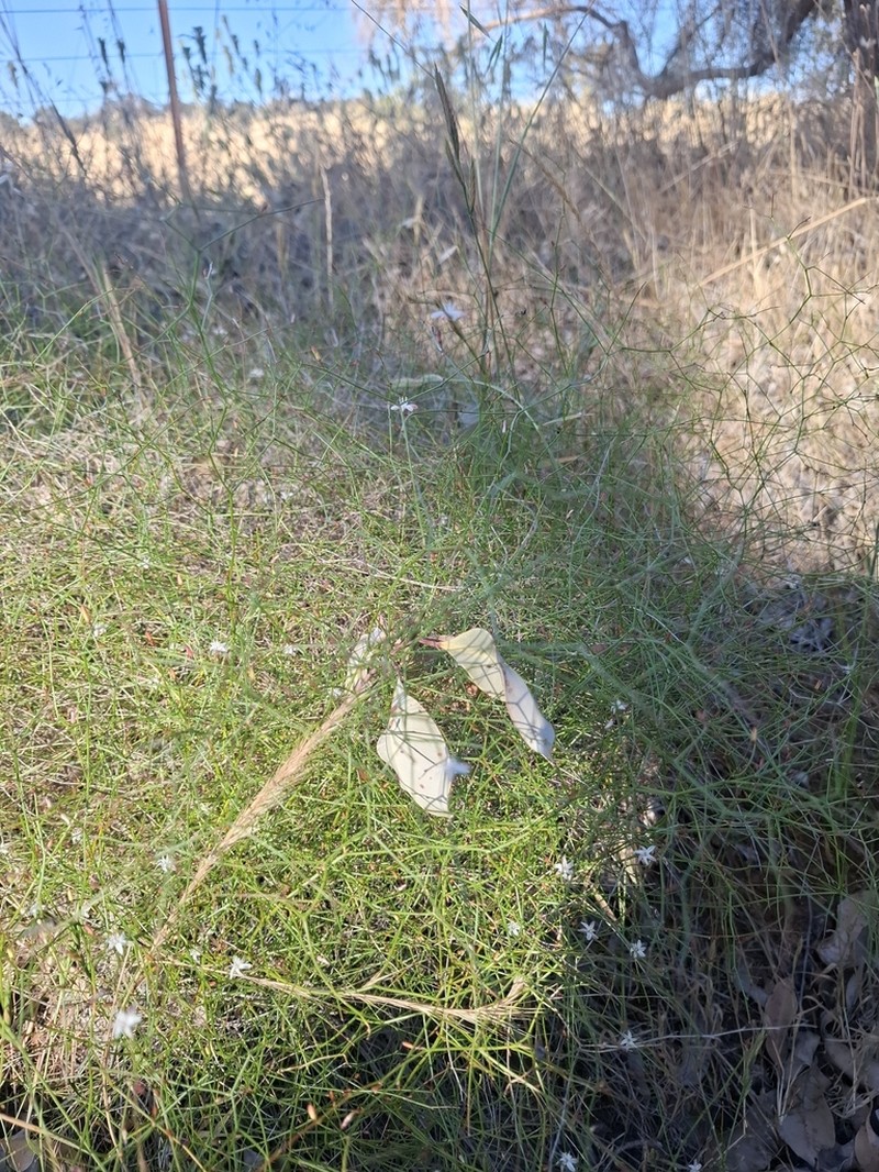 Corynotheca elongata photo 8