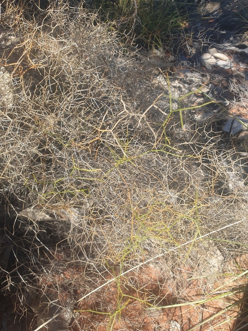 Corynotheca gracilis