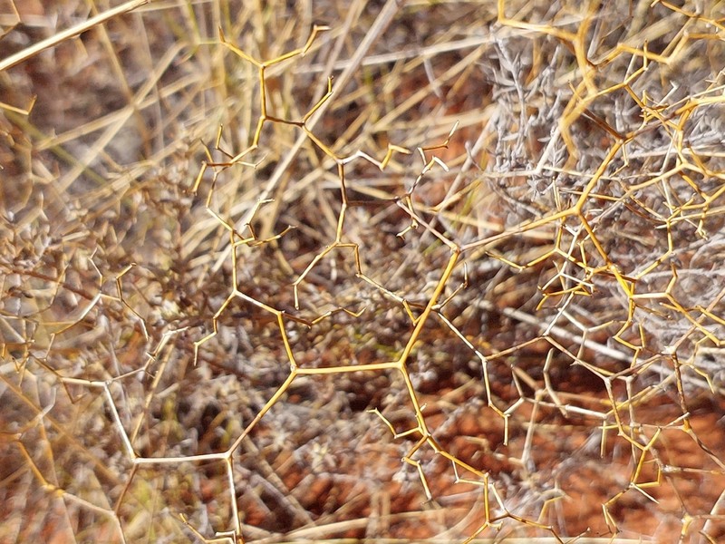 Corynotheca gracilis photo 3