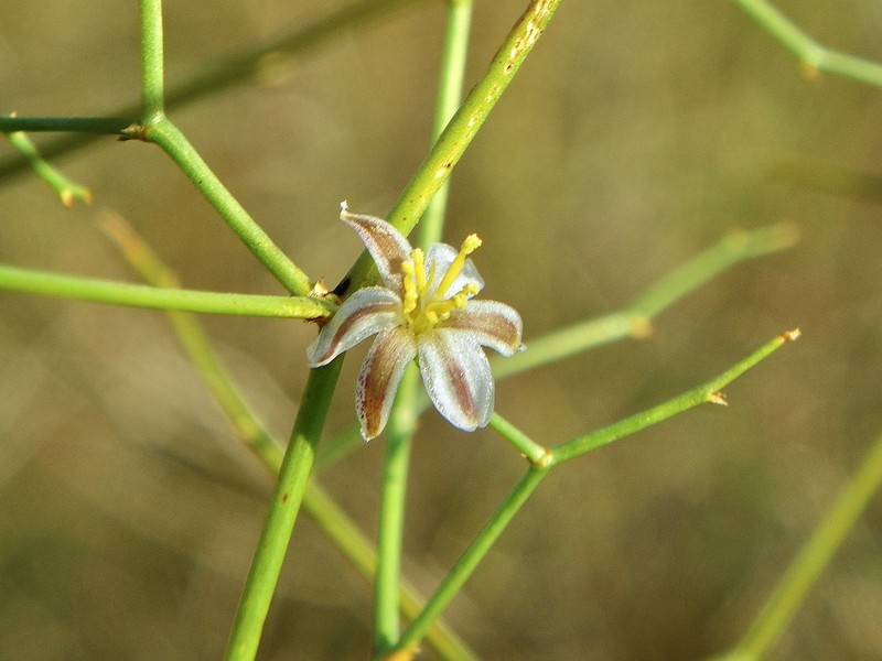 Corynotheca gracilis photo 4