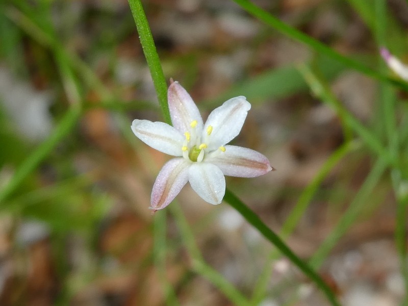 Corynotheca panda