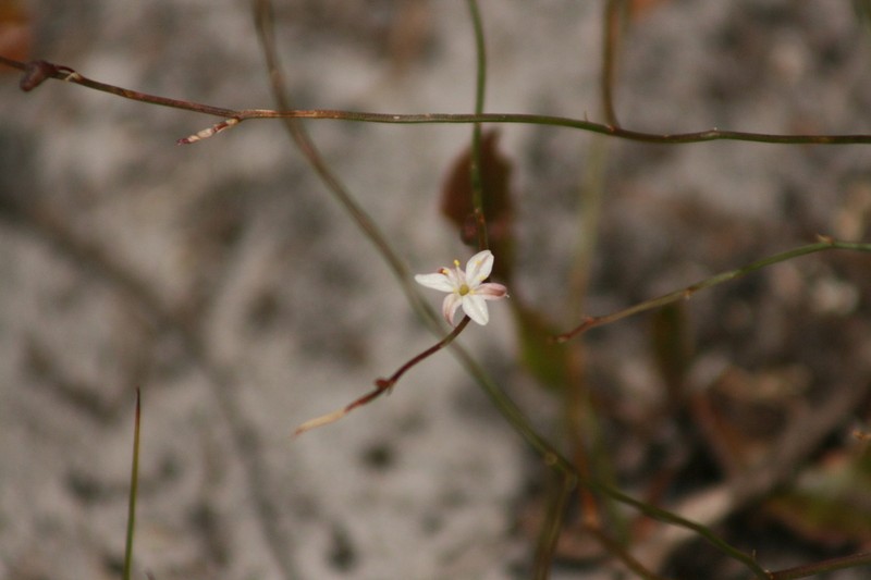 Corynotheca panda photo 8