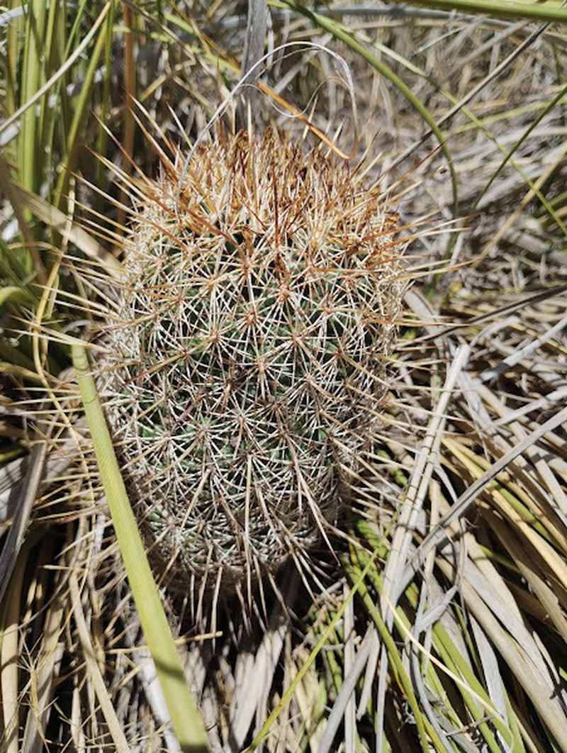 Coryphantha clavata subsp. clavata