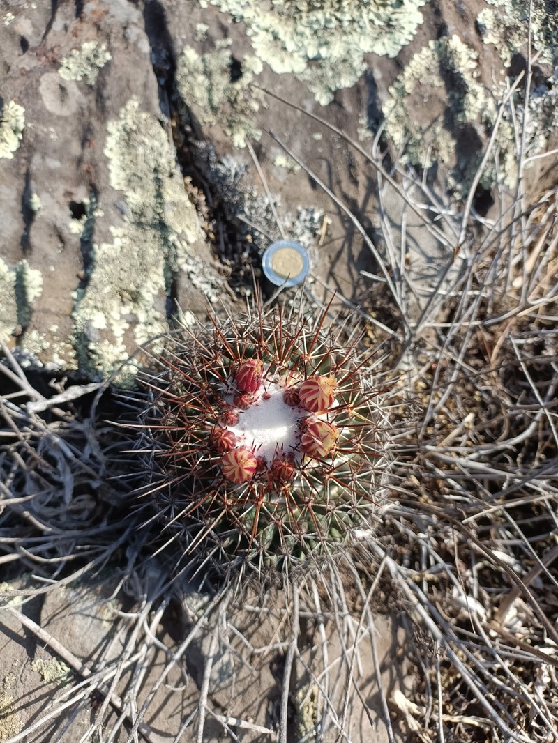 Coryphantha clavata subsp. clavata photo 2