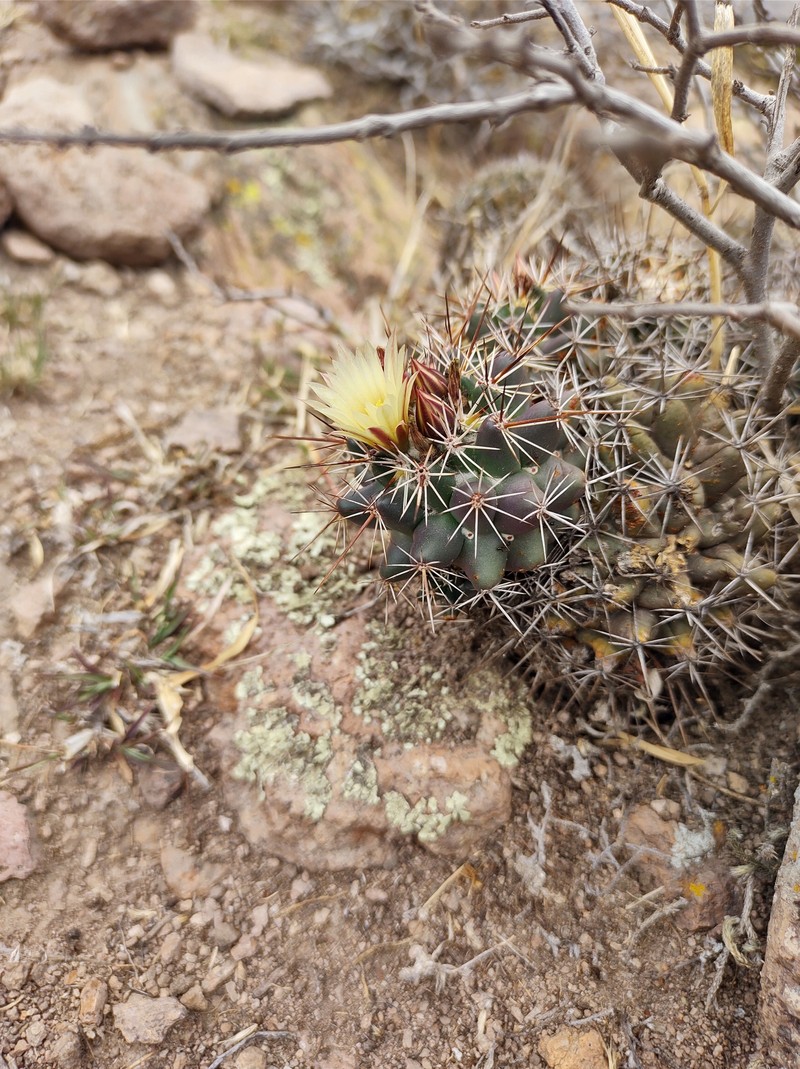Coryphantha clavata subsp. clavata photo 3