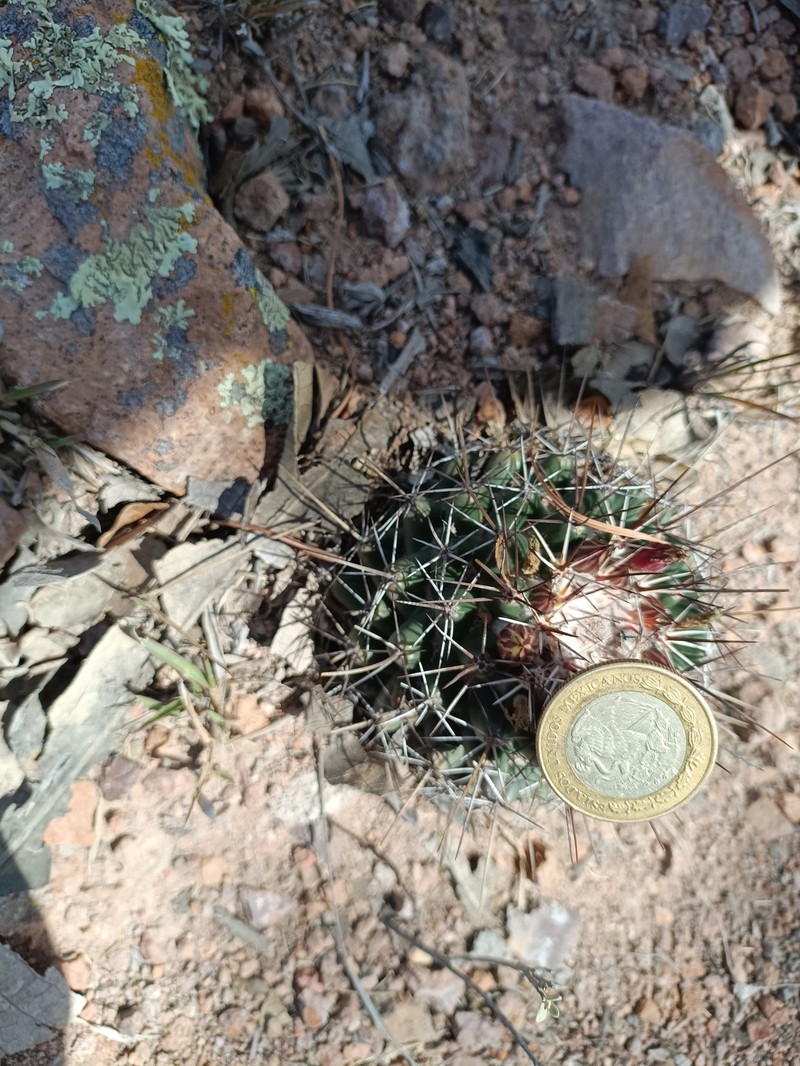 Coryphantha clavata subsp. clavata photo 4