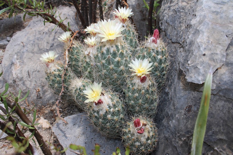 Coryphantha durangensis subsp. durangensis