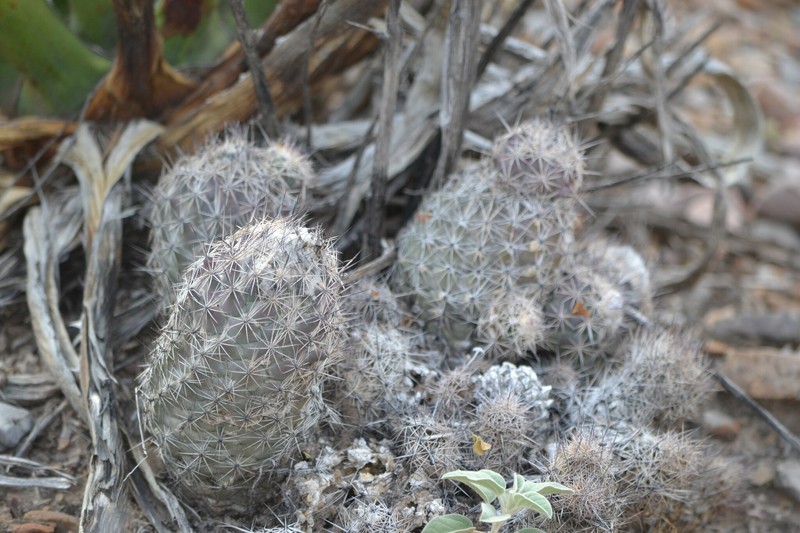 Coryphantha durangensis subsp. durangensis photo 2