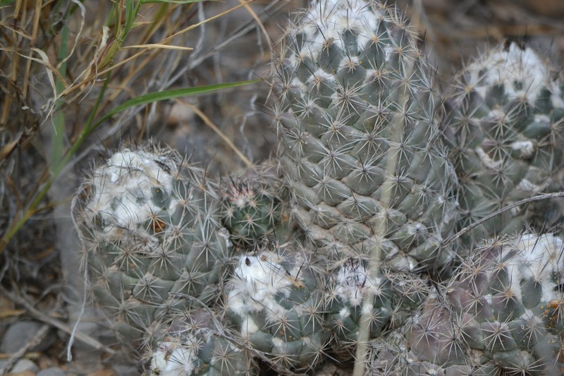Coryphantha durangensis subsp. durangensis photo 3
