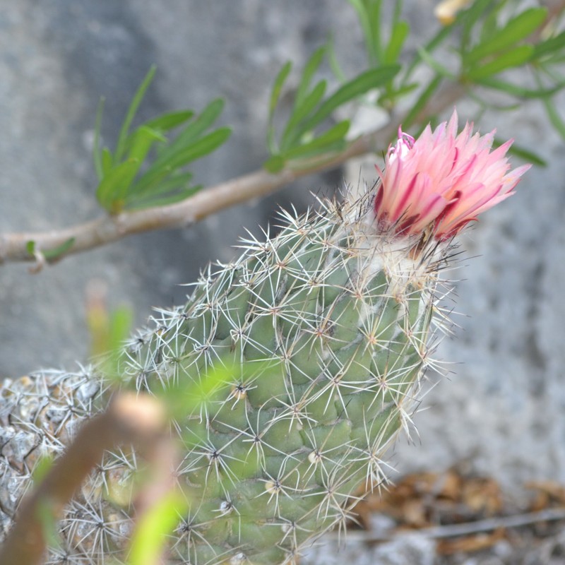 Coryphantha durangensis subsp. durangensis photo 4