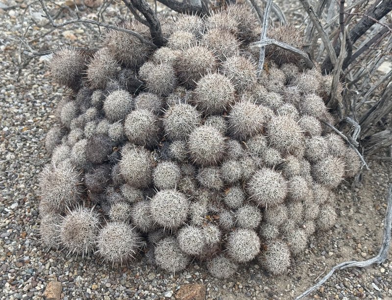 Rhinoceros Cactus