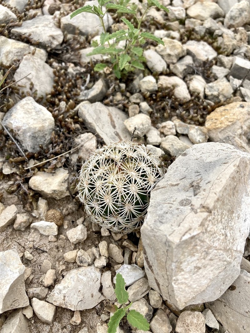 Rhinoceros Cactus