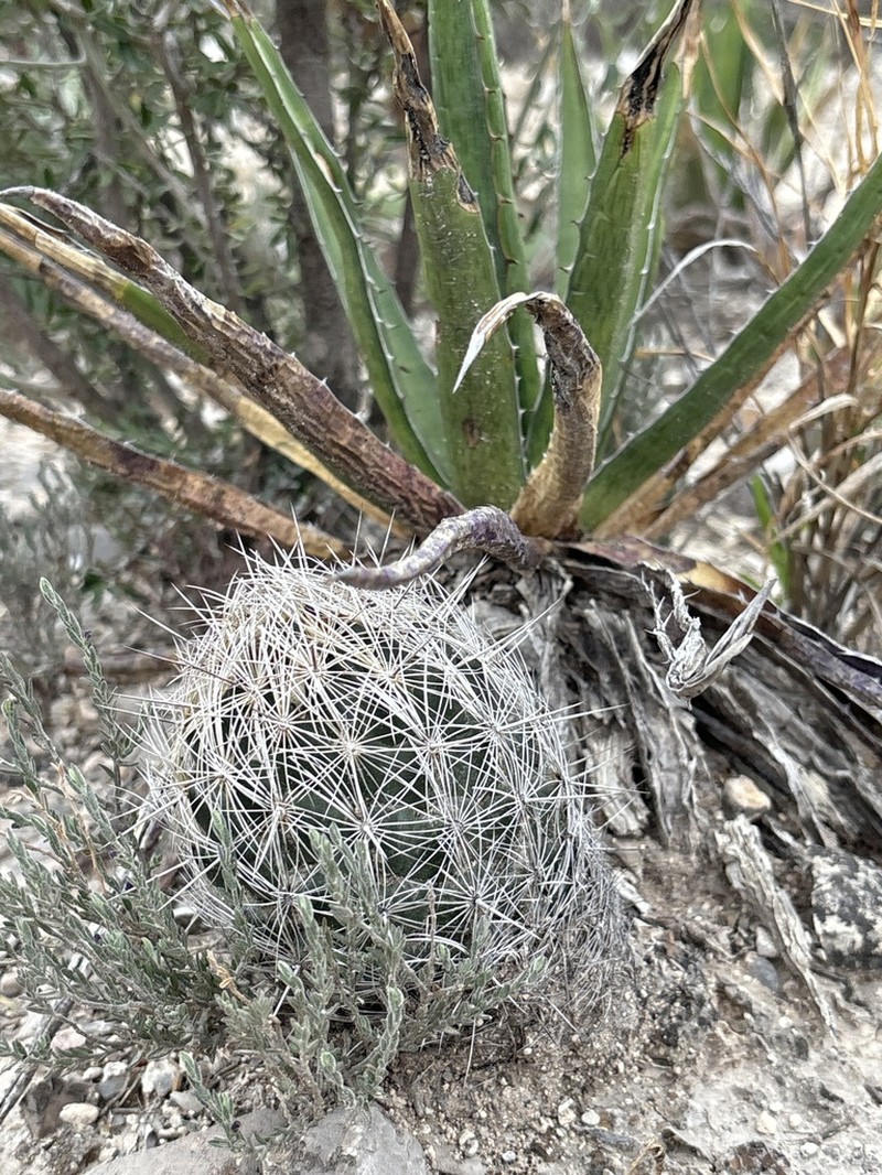 Rhinoceros Cactus photo 2
