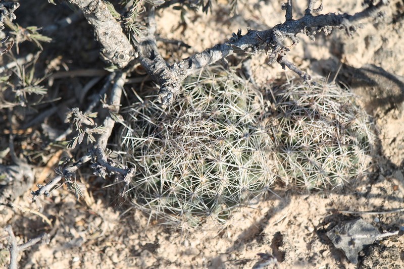 Rhinoceros Cactus photo 3