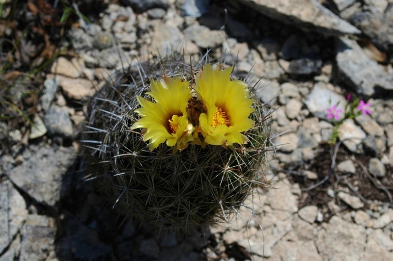Rhinoceros Cactus photo 4