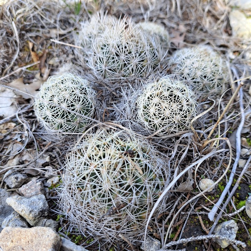Rhinoceros Cactus photo 5