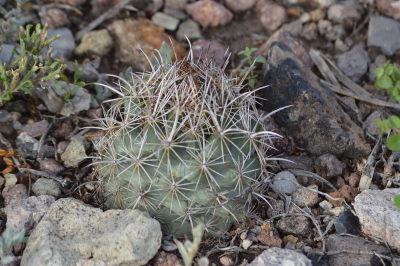 Rhinoceros Cactus photo 6