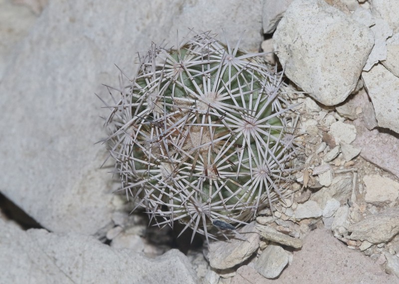 Rhinoceros Cactus photo 7