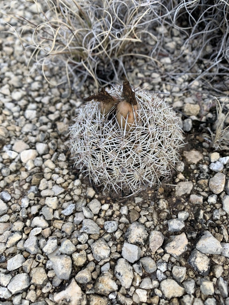 Rhinoceros Cactus photo 8