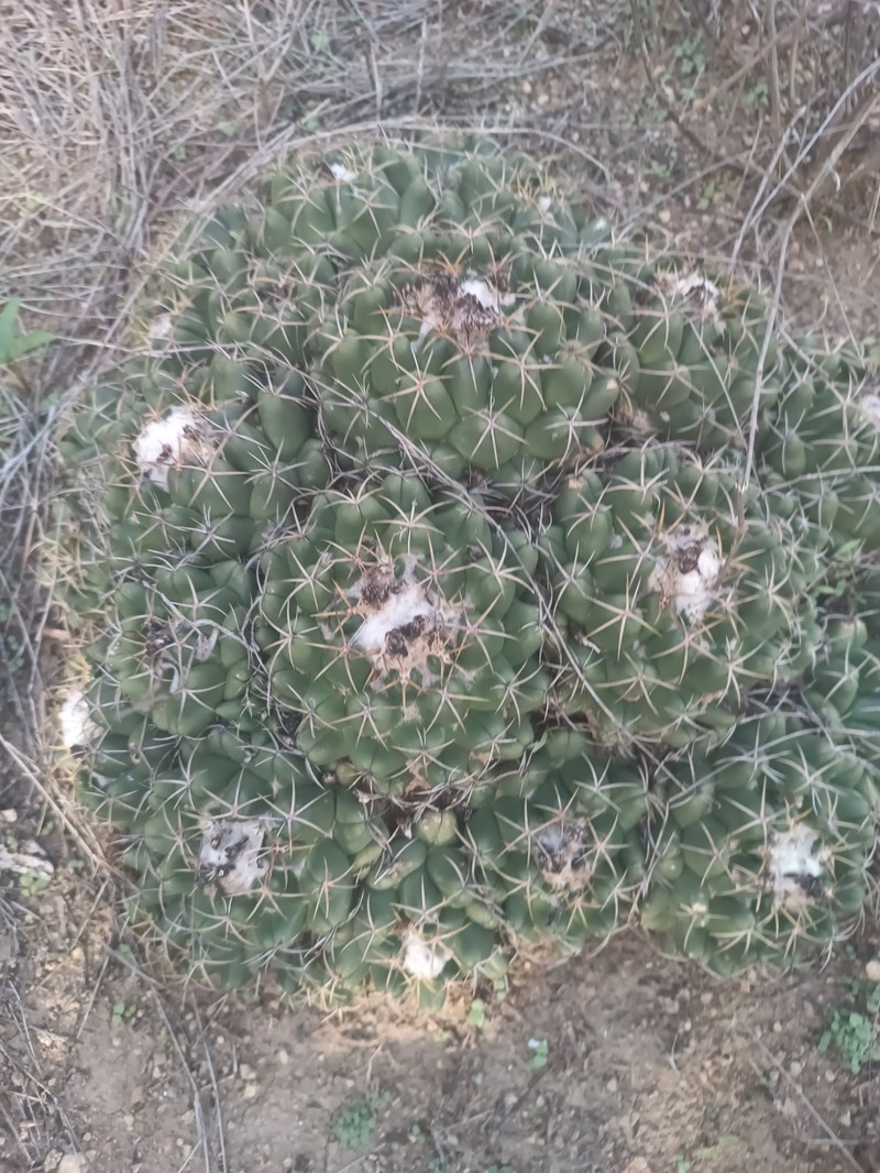 Coryphantha elephantidens subsp. elephantidens