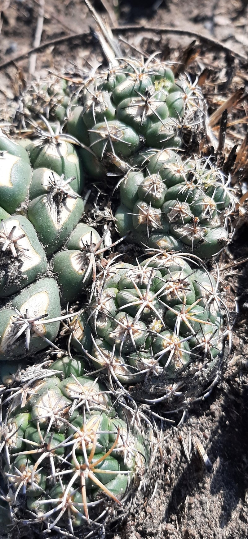 Coryphantha elephantidens subsp. elephantidens photo 2
