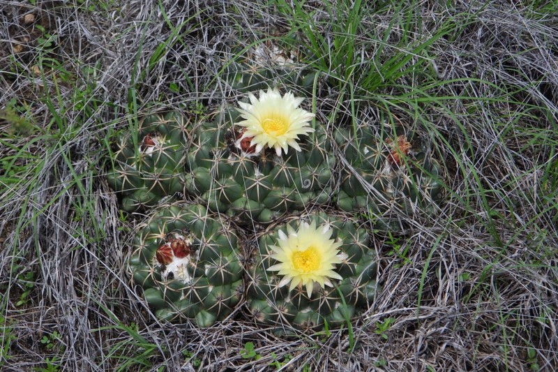 Coryphantha elephantidens subsp. elephantidens photo 3