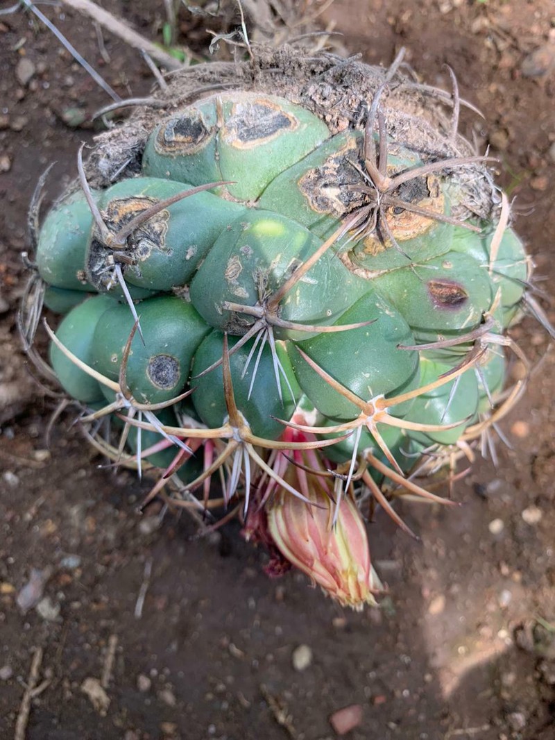 Coryphantha elephantidens subsp. elephantidens photo 4
