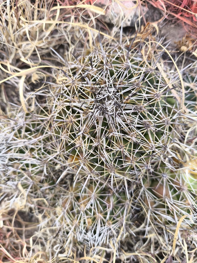 Coryphantha hintoniorum subsp. hintoniorum