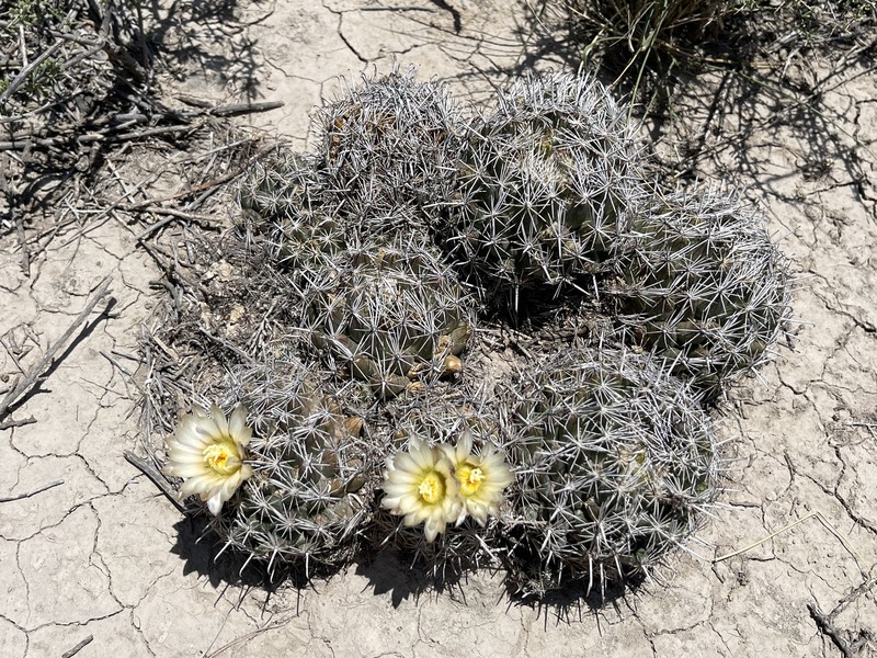 Coryphantha hintoniorum subsp. hintoniorum photo 2