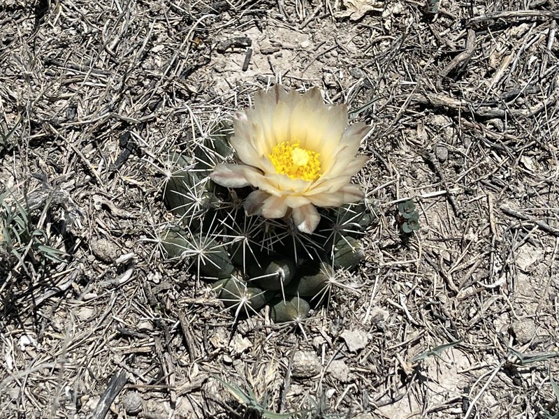 Coryphantha hintoniorum subsp. hintoniorum photo 3