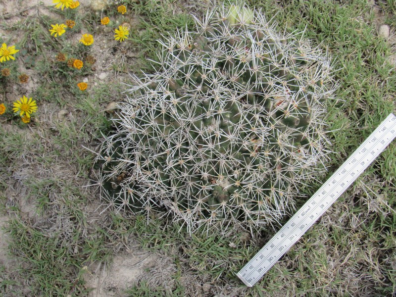 Coryphantha hintoniorum subsp. hintoniorum photo 4