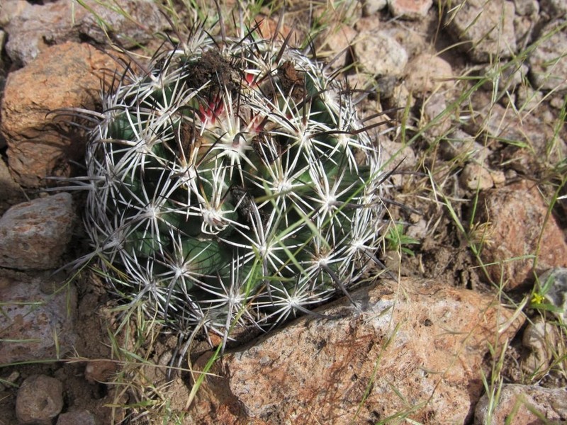 Coryphantha ibarrana