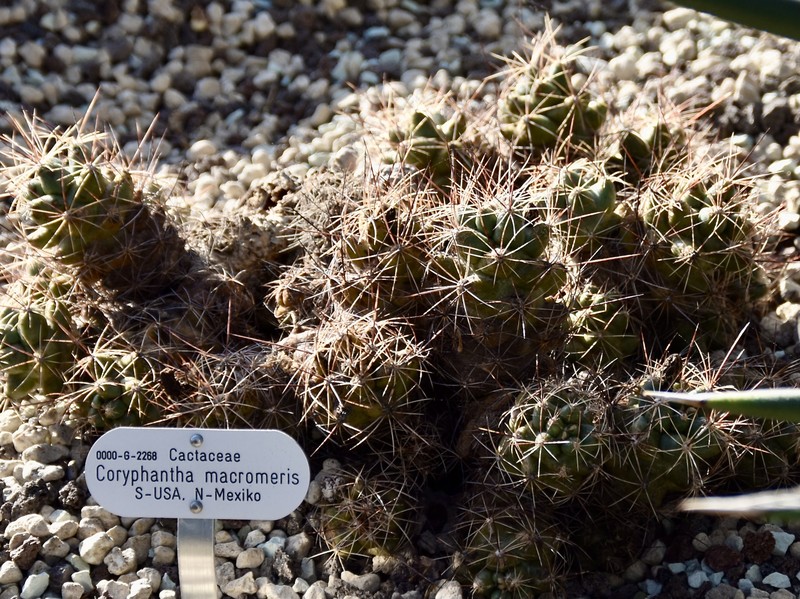 Nipple Beehive Cactus photo 2