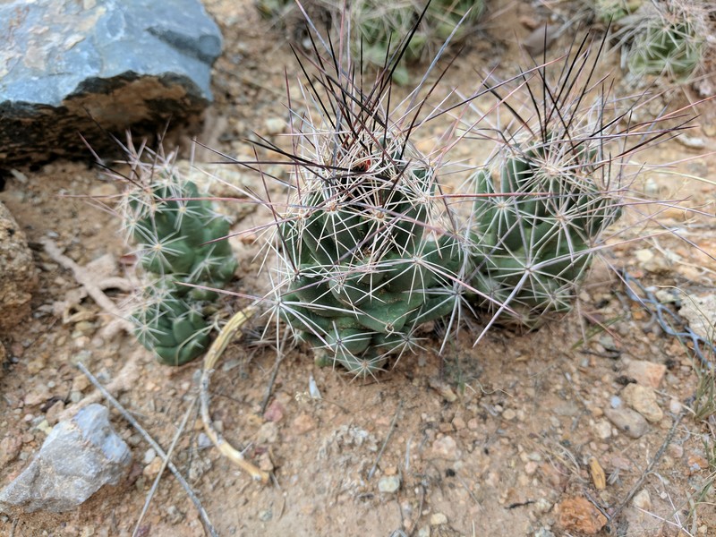 Nipple Beehive Cactus