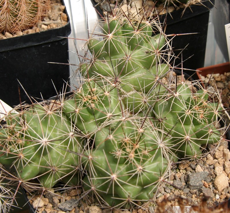 Nipple Beehive Cactus photo 3